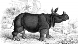 Animal Illustration Indian Rhinoceros