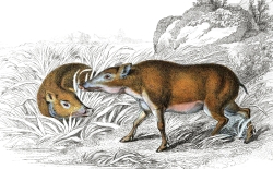 Animal Illustration Papuan Hog