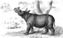 Animal Illustration Sumatran Rhinoceros