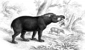 animal illustration tapir foraging for food using snout