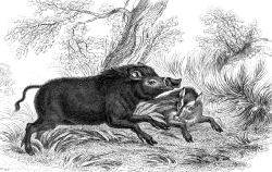 Animal Illustration Wild Boar