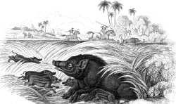 Animal Illustration Wild Boars