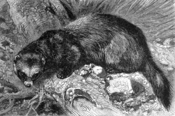 animal polecat animal historical illustration