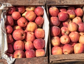 apples in woodesn crates for sale atlas mountains morocco 7214ee
