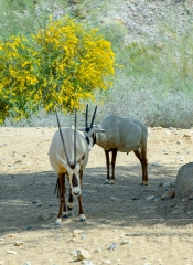 arabian oryx animal 53