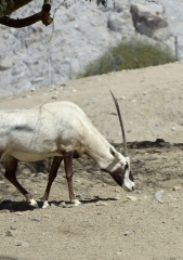 arabian oryx animal 60A