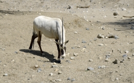 arabian oryx animal 65A