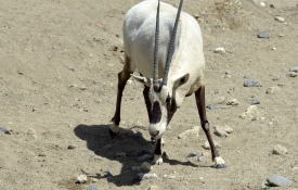 arabian oryx animal 66A