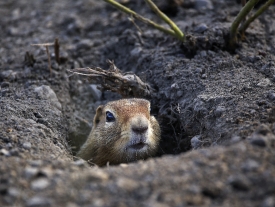 arctic ground squirrel peaks its head out of its burrow