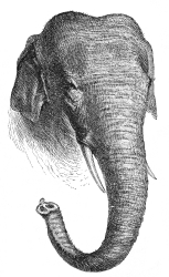asiatic elephant illustration