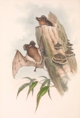 Australian Molossus bat color illustration