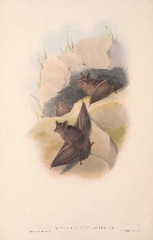 Australian Taphozous bat color illustration
