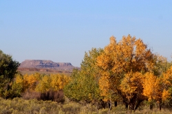 autumn cottonwood tree in arizona