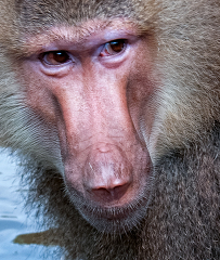 Baboon Close Up of face and eyes