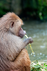 Baboon holding a twig sitting near water