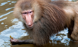 Baboon in sitting in water
