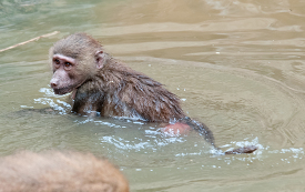Baby Baboon Playing in Water Photo