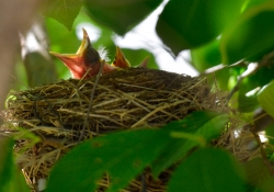 baby birds in nest photo 4555A