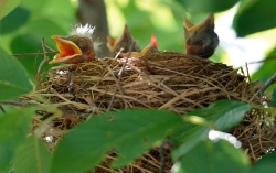 baby birds in nest photo 4900a