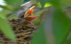 baby birds in nest photo 4950A