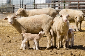 baby lambs with their mothers