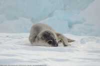 Baby seal rests on its side in the snow