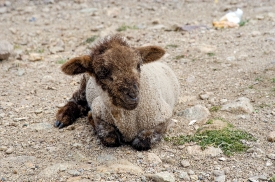 baby sheep in peru 024