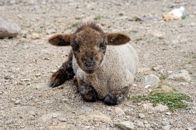 baby sheep in peru 025