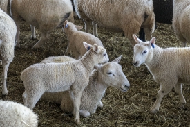 baby sheep on farm photo