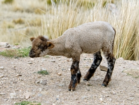 baby sheep peru 008