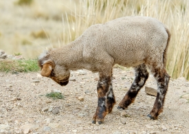 baby sheep peru 009