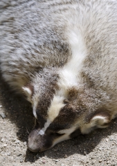 badger animal with white srtip