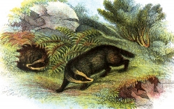 Badger Walking Near Shrubs Color Illustration