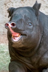baird tapir with open mouth snout