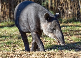 bairds tapir shows proboscis