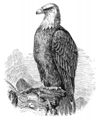 bald eagle bird illustration