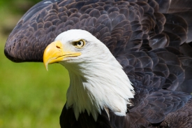 Bald Eagle in Alaska closeup