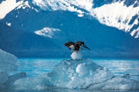 Bald eagle taking off from iceberg in alaska