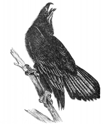 bald eaglebird illustration