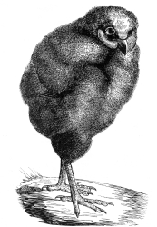 barn owl bird illustration