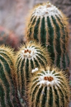 Barrel type cactus