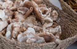 basket of whole fresh mushrooms