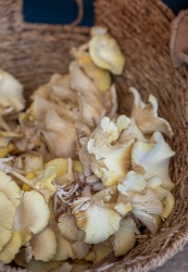 baskets of fresh mushrooms at a farmers market