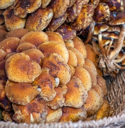 baskets of fresh wild mushrooms at a farmers market