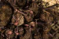 bats hibernating on a cave ceiling
