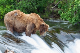 bear at falls alaska