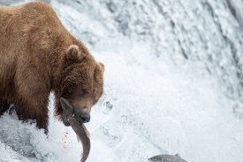 bear bites salmon while on waterfall