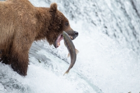 bear grabs salmon