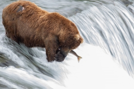 bear pins salmon on waterfall