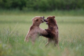 bears play fighting